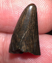 Load image into Gallery viewer, fossils for personal use, legally collected

