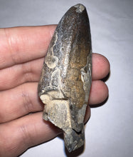 Load image into Gallery viewer, MONSTER Supercroc Tooth Sarcosuchus Imperator 2.6 Inches!
