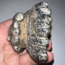 Load image into Gallery viewer, Stegodon Partial Fossil Molar 2.82 Inches Java, Indonesia!
