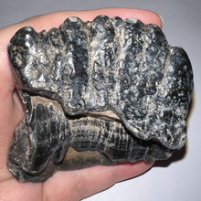 Load image into Gallery viewer, Stegodon Partial Fossil Molar 2.82 Inches Java, Indonesia!
