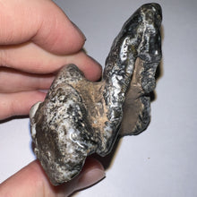 Load image into Gallery viewer, Stegodon Partial Fossil Molar 2.82 Inches Java, Indonesia!
