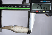 Load image into Gallery viewer, Mosasaurus Mosasaur Tooth 2.87 Inches! Dinosaur Era Marine Reptile! No Repair!
