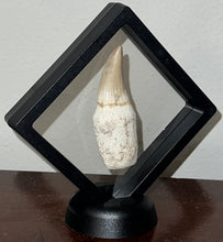 Load image into Gallery viewer, Mosasaurus Mosasaur Tooth 2.87 Inches! Dinosaur Era Marine Reptile! No Repair!
