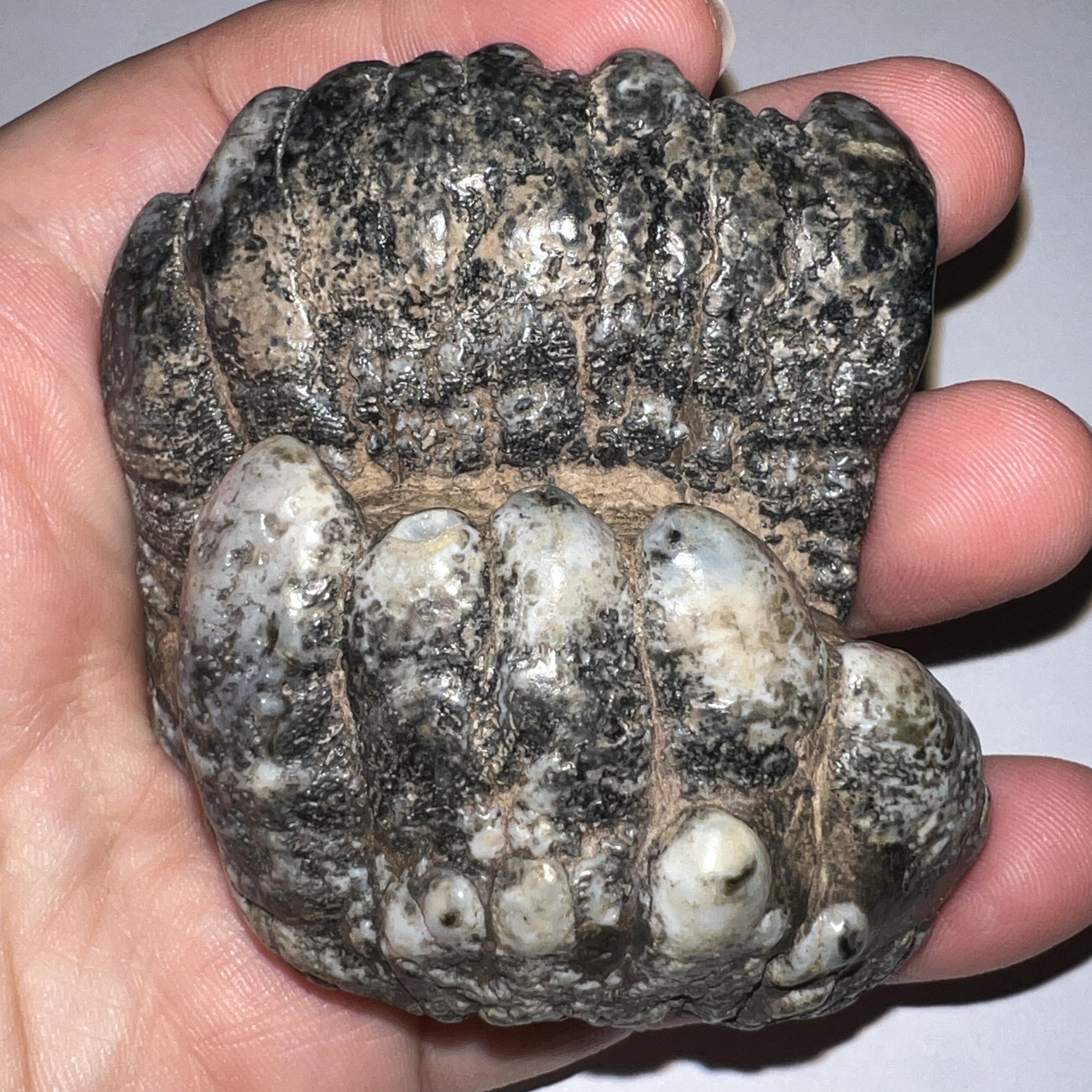 Stegodon Partial Fossil Molar 2.82 Inches Java, Indonesia!