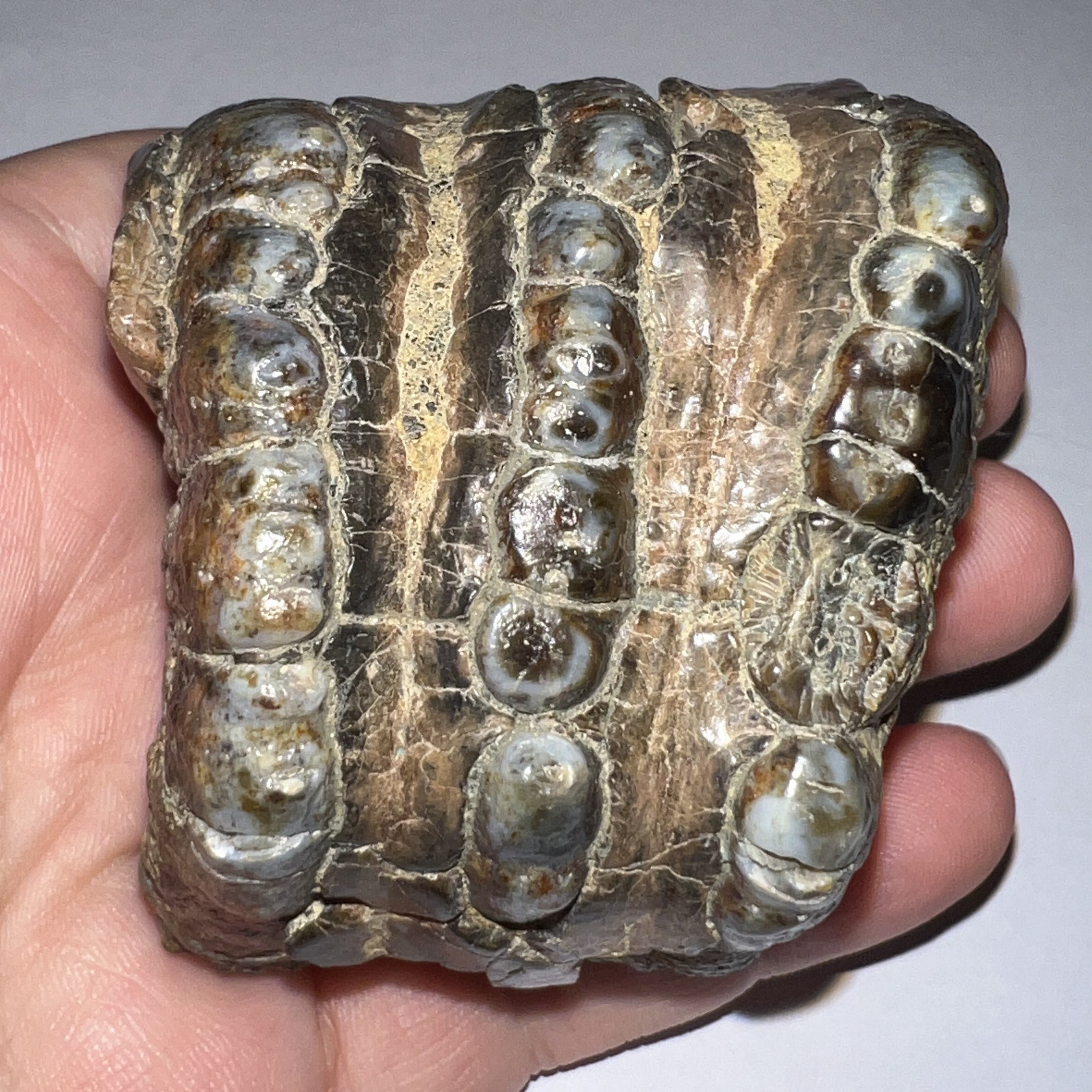 Stegodon Partial Fossil Molar 2.55 Inches Java, Indonesia!