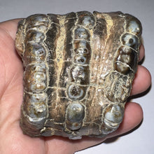 Load image into Gallery viewer, Stegodon Partial Fossil Molar 2.55 Inches Java, Indonesia!
