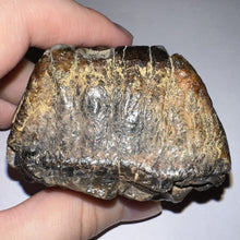 Load image into Gallery viewer, Stegodon Partial Fossil Molar 2.55 Inches Java, Indonesia!
