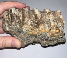 Load image into Gallery viewer, Stegodon Partial Fossil Molar 4.27 Inches Java, Indonesia!
