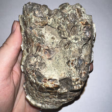 Load image into Gallery viewer, Stegodon Partial Fossil Molar 4.27 Inches Java, Indonesia!
