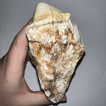 Load image into Gallery viewer, Gomphothere Fossil Molar 5.93 Inches
