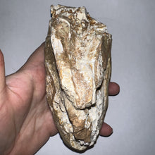 Load image into Gallery viewer, Gomphothere Fossil Molar 5.93 Inches
