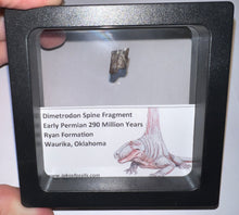 Load image into Gallery viewer, Framed Dimetrodon Fossil Spine Fragment One per Order .4-.5 Inches!
