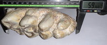 Load image into Gallery viewer, Gomphothere Fossil Molar 5.93 Inches
