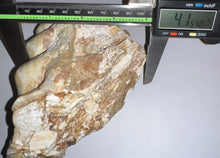 Load image into Gallery viewer, Gomphothere Fossil Molar 5.93 Inches
