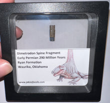 Load image into Gallery viewer, Framed Dimetrodon Fossil Spine Fragment One per Order .4-.5 Inches!
