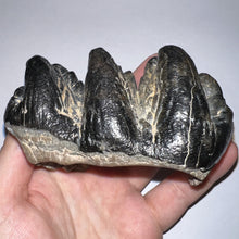 Load image into Gallery viewer, Super Rare South American Gomphothere Fossil Molar 4.07 Inches most likely Notiomastodon!
