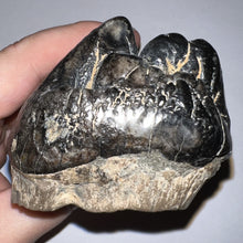 Load image into Gallery viewer, Super Rare South American Gomphothere Fossil Molar 4.07 Inches most likely Notiomastodon!
