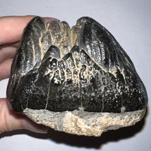 Load image into Gallery viewer, Super Rare South American Gomphothere Fossil Molar 4.07 Inches most likely Notiomastodon!
