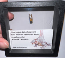 Load image into Gallery viewer, Framed Dimetrodon Fossil Spine Fragment One per Order .4-.5 Inches!
