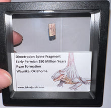 Load image into Gallery viewer, Framed Dimetrodon Fossil Spine Fragment One per Order .4-.5 Inches!
