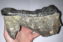 Load image into Gallery viewer, Super Rare South American Gomphothere Fossil Molar 7.46 Inches most likely Notiomastodon!
