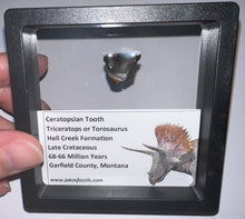 Load image into Gallery viewer, Framed Triceratops type Ceratopsian Tooth Lot One Per Order .62 Inches
