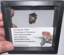 Load image into Gallery viewer, Framed Triceratops type Ceratopsian Tooth Lot One Per Order .62 Inches
