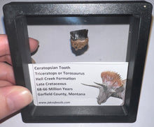 Load image into Gallery viewer, Framed Triceratops type Ceratopsian Tooth Lot One Per Order .62 Inches
