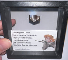 Load image into Gallery viewer, Framed Triceratops type Ceratopsian Tooth Lot One Per Order .62 Inches
