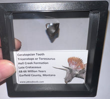 Load image into Gallery viewer, Framed Triceratops type Ceratopsian Tooth Lot One Per Order .62 Inches
