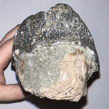 Load image into Gallery viewer, Super Rare South American Gomphothere Fossil Molar 7.68 Inches most likely Notiomastodon!
