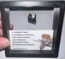 Load image into Gallery viewer, Framed Triceratops type Ceratopsian Tooth Lot One Per Order .62 Inches
