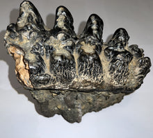 Load image into Gallery viewer, Super Rare South American Gomphothere Fossil Molar 7.86 Inches most likely Notiomastodon!
