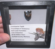 Load image into Gallery viewer, Framed Triceratops type Ceratopsian Tooth Lot One Per Order .62 Inches
