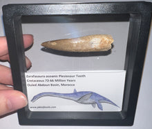 Load image into Gallery viewer, Huge Framed Plesiosaur Teeth One per Order 2.2 to 2.5 Inches! Dinosaur Era Marine Reptile!
