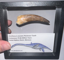Load image into Gallery viewer, Huge Framed Plesiosaur Teeth One per Order 2.2 to 2.5 Inches! Dinosaur Era Marine Reptile!
