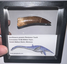 Load image into Gallery viewer, Huge Framed Plesiosaur Teeth One per Order 2.2 to 2.5 Inches! Dinosaur Era Marine Reptile!
