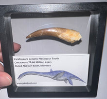 Load image into Gallery viewer, Huge Framed Plesiosaur Teeth One per Order 2.2 to 2.5 Inches! Dinosaur Era Marine Reptile!
