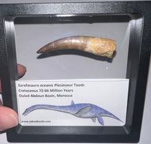 Load image into Gallery viewer, Huge Framed Plesiosaur Teeth One per Order 2.2 to 2.5 Inches! Dinosaur Era Marine Reptile!
