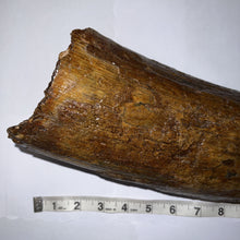 Load image into Gallery viewer, American Mastodon Fossil Nearly Complete Tusk 24 Inches No Repair!
