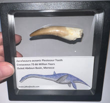 Load image into Gallery viewer, Huge Framed Plesiosaur Teeth One per Order 2.2 to 2.5 Inches! Dinosaur Era Marine Reptile!
