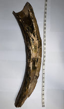 Load image into Gallery viewer, American Mastodon Fossil Nearly Complete Tusk 24 Inches No Repair!
