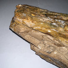 Load image into Gallery viewer, American Mastodon Fossil Nearly Complete Tusk 24 Inches No Repair!
