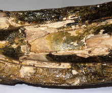 Load image into Gallery viewer, American Mastodon Fossil Nearly Complete Tusk 24 Inches No Repair!
