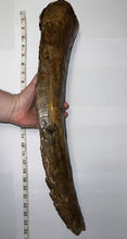Load image into Gallery viewer, American Mastodon Fossil Nearly Complete Tusk 24 Inches No Repair!

