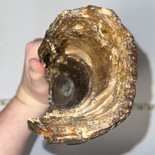 Load image into Gallery viewer, American Mastodon Fossil Nearly Complete Tusk 24 Inches No Repair!
