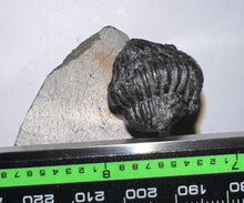 Load image into Gallery viewer, Enrolled Gerastos Fossil Trilobite .76 Inches
