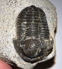 Load image into Gallery viewer, Gerastos Fossil Trilobite 1.07 Inches
