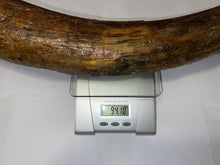 Load image into Gallery viewer, American Mastodon Fossil Nearly Complete Tusk 24 Inches No Repair!
