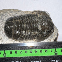 Load image into Gallery viewer, Gerastos Fossil Trilobite 1.07 Inches
